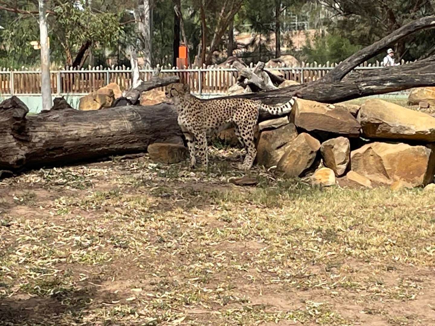 Dubbo Zoo 2025 Image -67de046da77f7